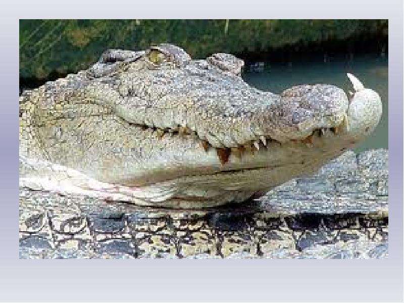 Крокодил Один мудрый крокодил