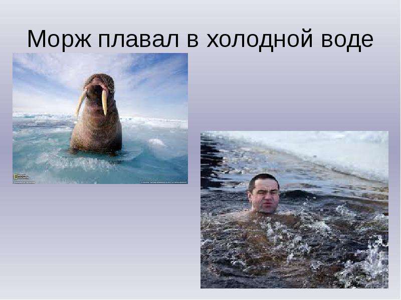 Морж плавал в холодной воде