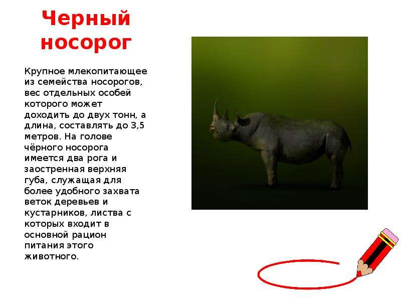 Черный носорог Крупное