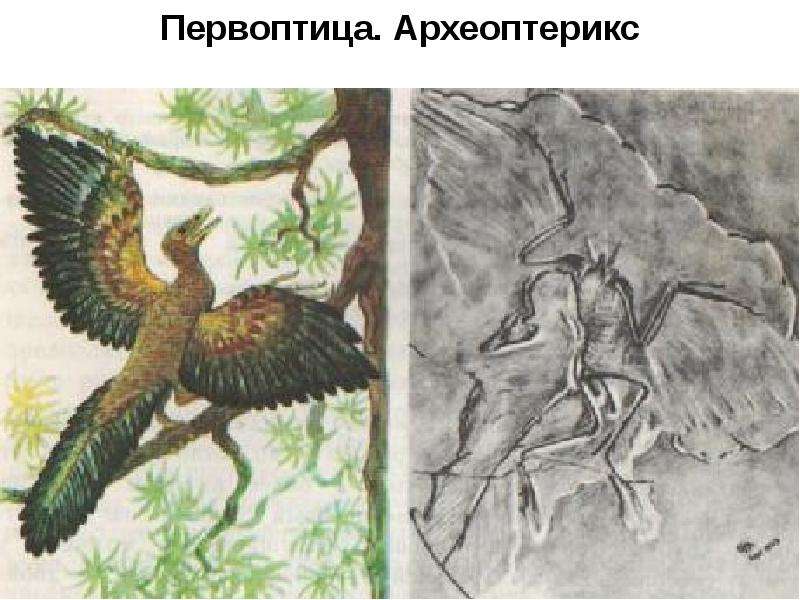 Предки птиц Первоптица.