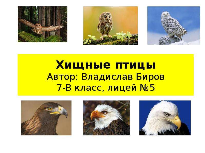 Презентация Хищные птицы Автор: Владислав Биров 7-В класс, лицей 5