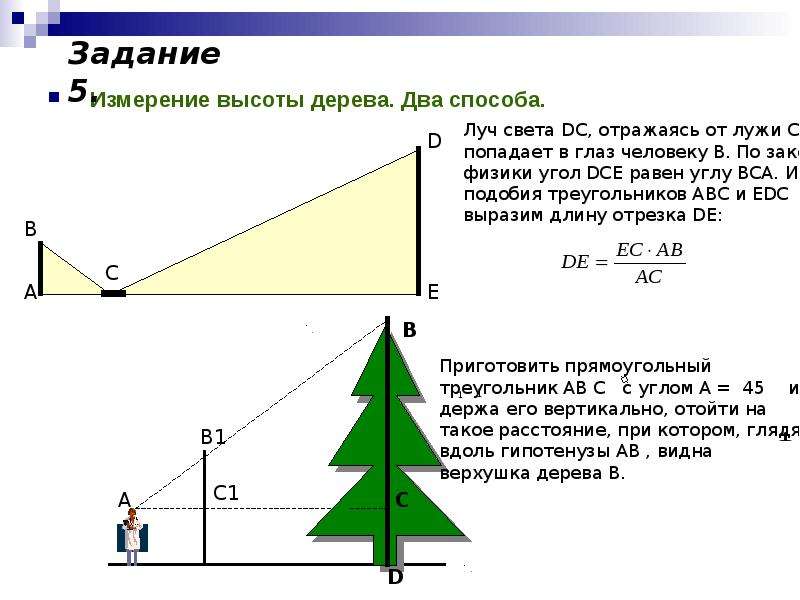 Измерение высоты дерева. Два