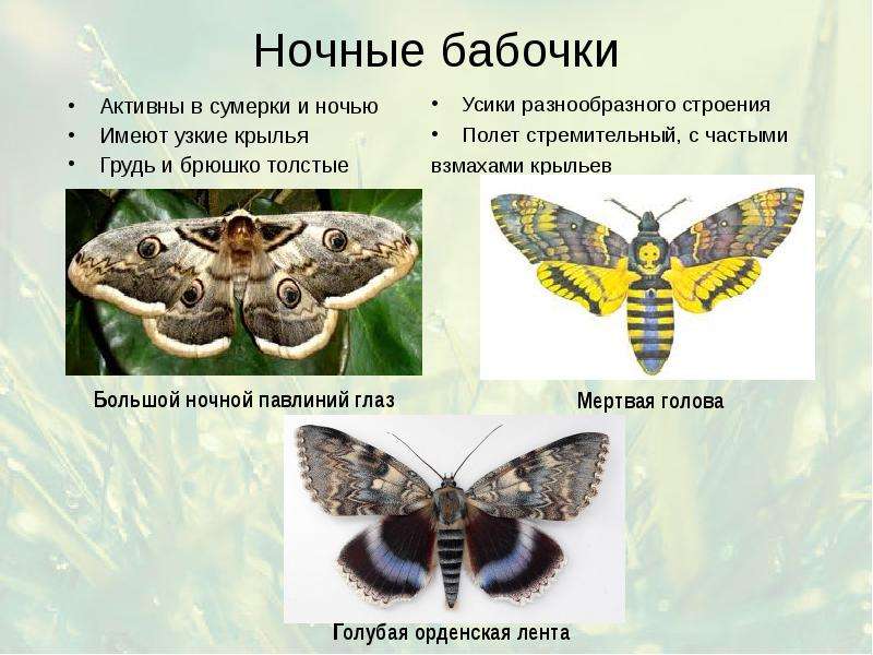 Ночные бабочки Активны в