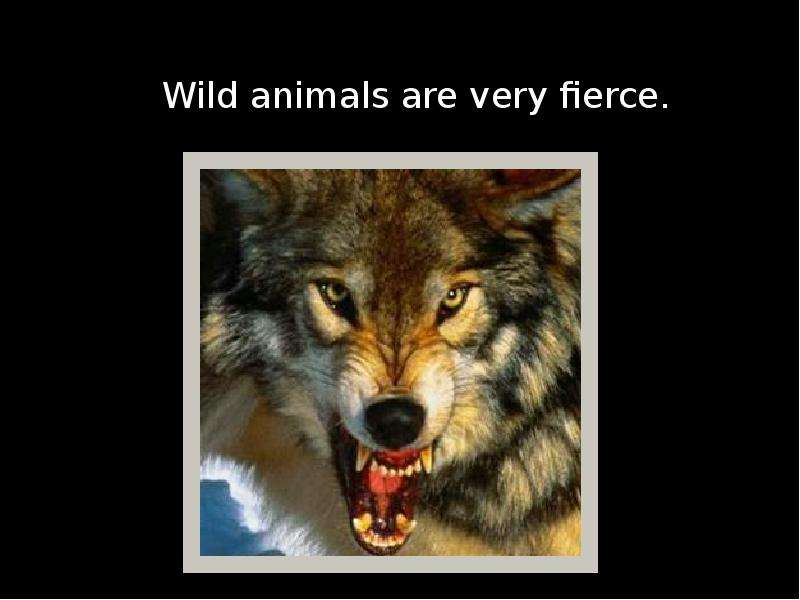 Wild animals are very fierce.