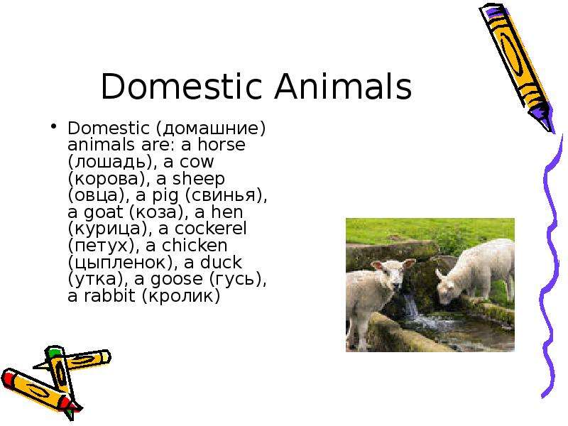 Domestic Animals Domestic