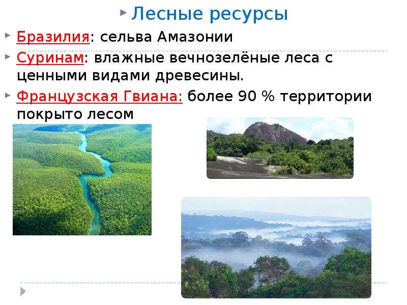 Лесные ресурсы Лесные ресурсы