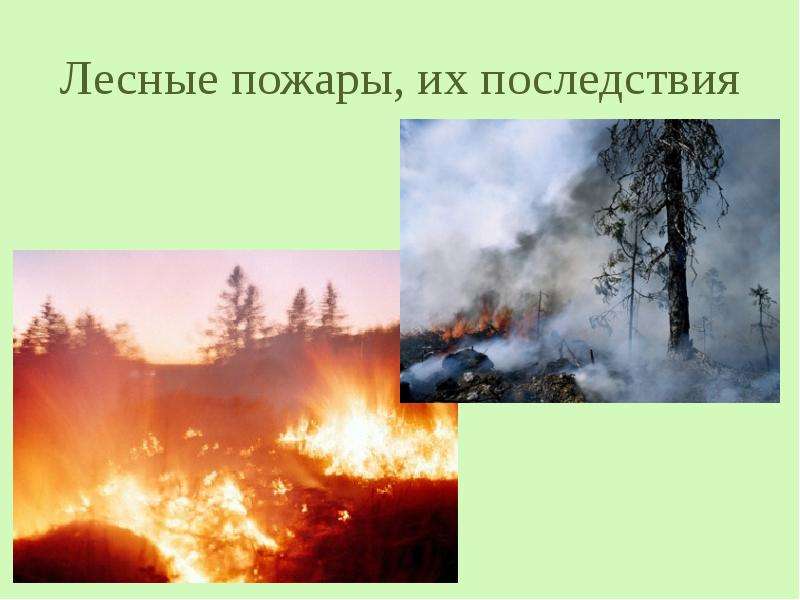 Лесные пожары, их последствия