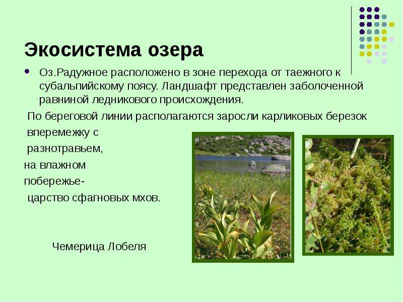 Экосистема озера Оз.Радужное