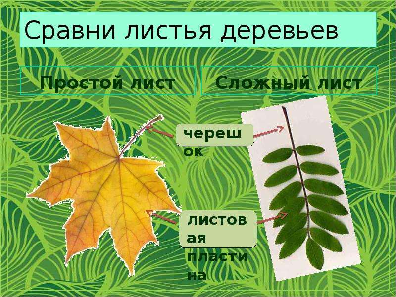Сравни листья деревьев