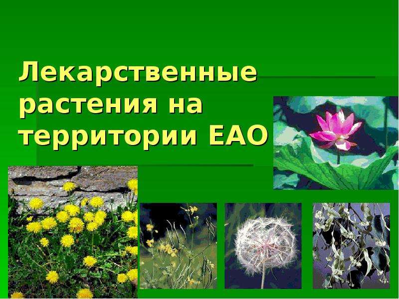 Презентация Лекарственные растения на территории ЕАО