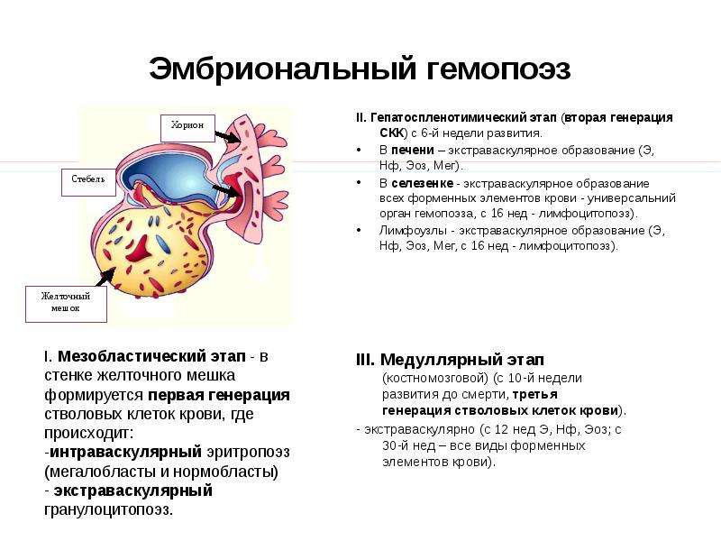 Эмбриональный гемопоэз II.