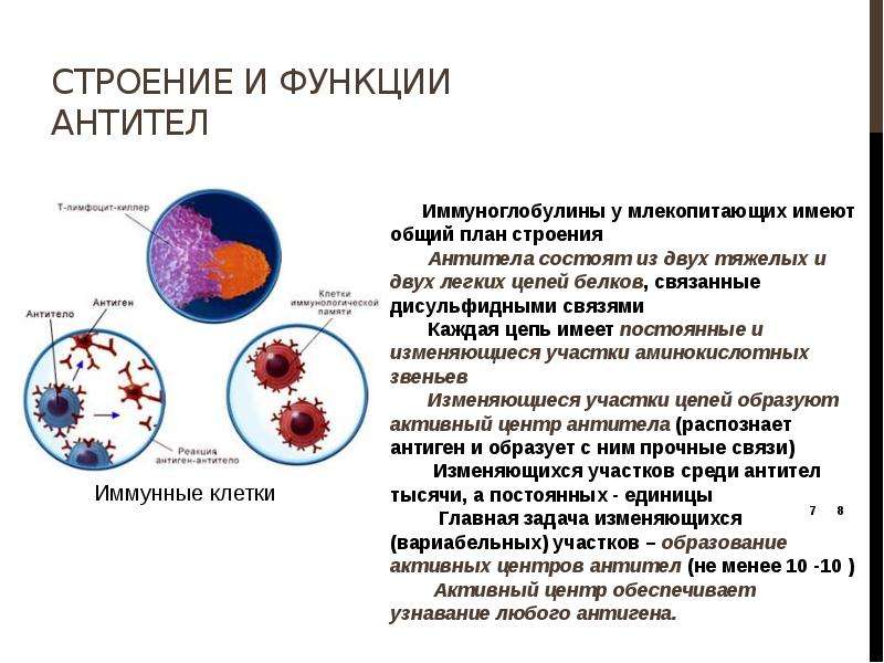 Строение и функции антител
