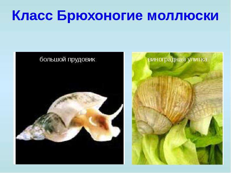 Класс Брюхоногие моллюски