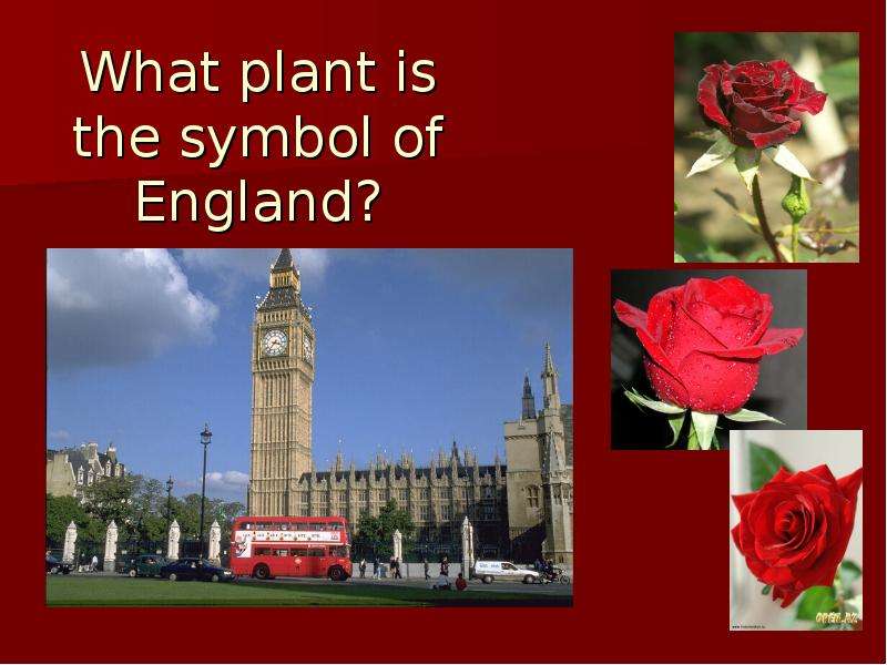What plant is the symbol of
