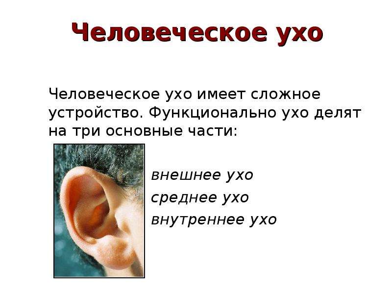 Человеческое ухо Человеческое