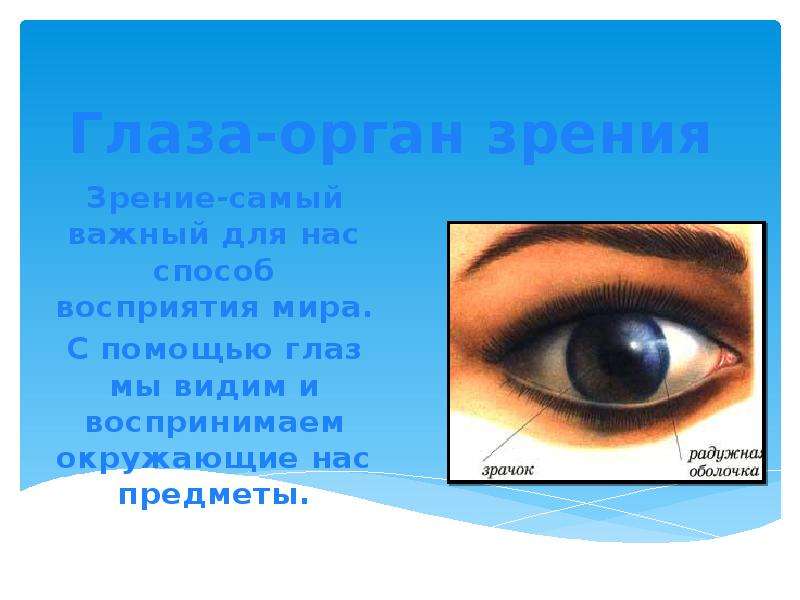 Глаза-орган зрения