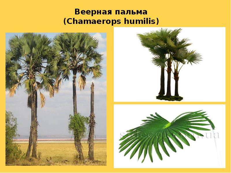 Веерная пальма Chamaerops