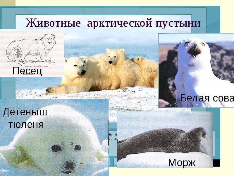 Животные арктической пустыни