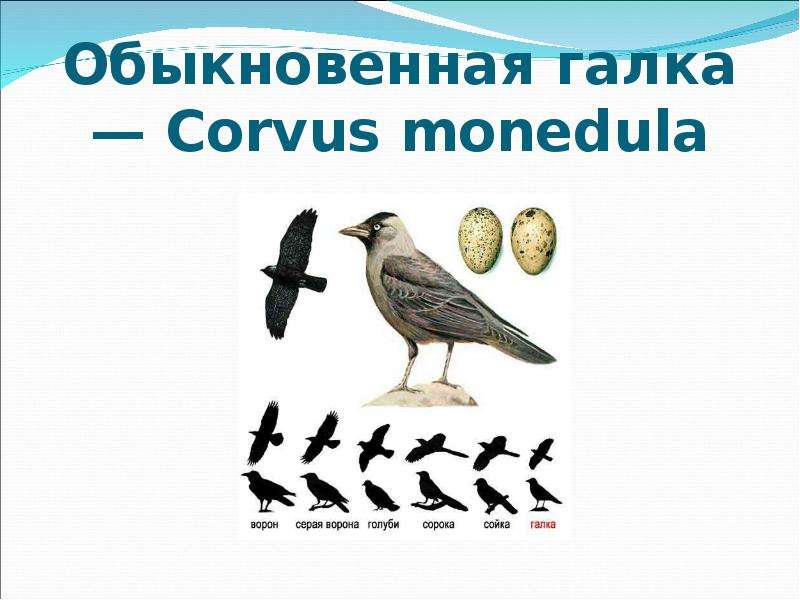 Обыкновенная галка Corvus