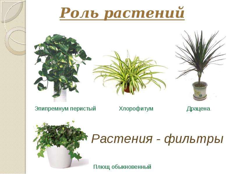 Роль растений
