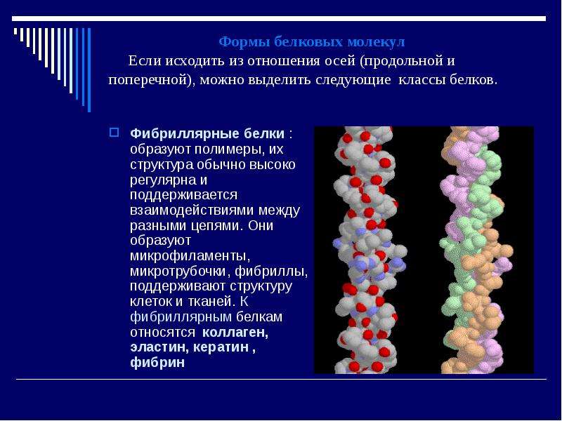 Формы белковых молекул Если