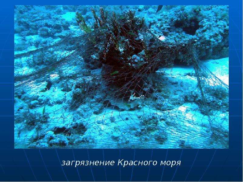 загрязнение Красного моря
