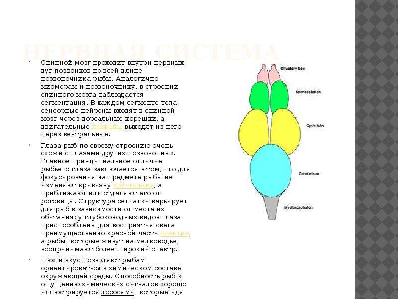 Нервная система Спинной мозг