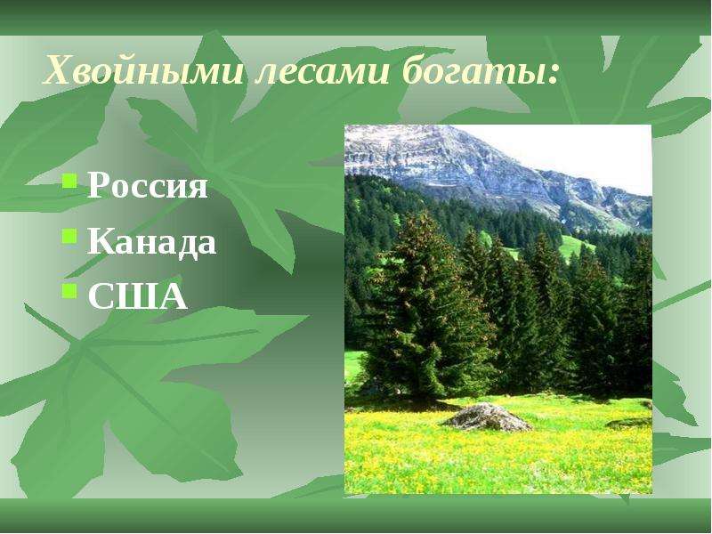 Хвойными лесами богаты Россия