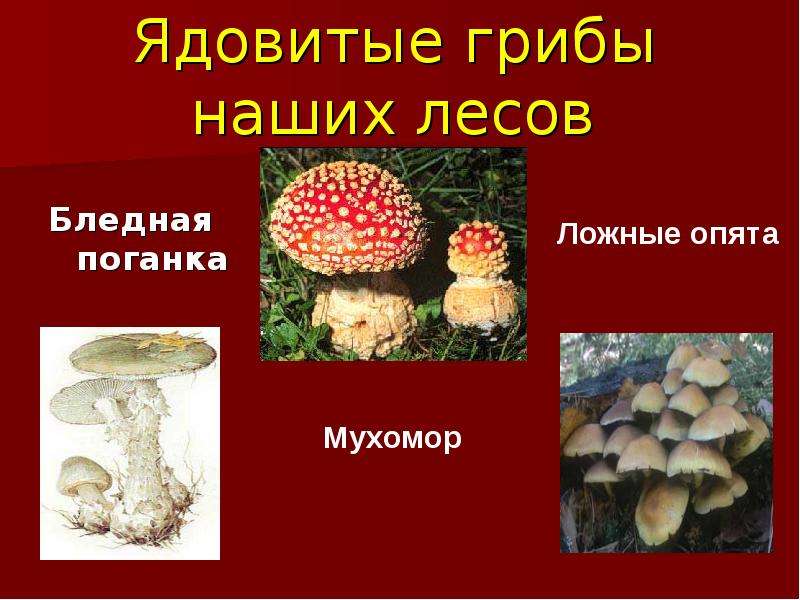 Ядовитые грибы наших лесов