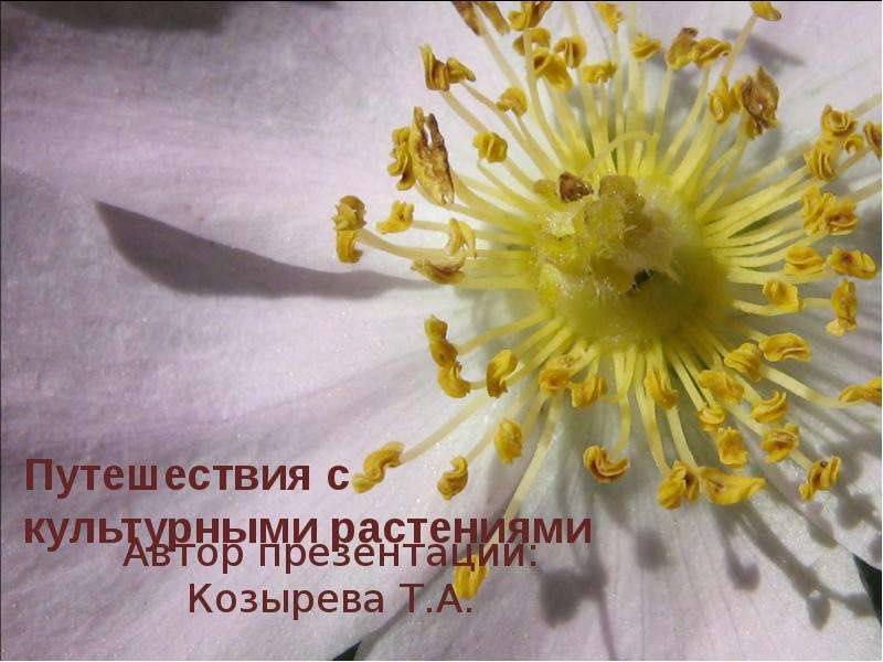 Презентация Путешествия с культурными растениями Автор презентации: Козырева Т. А.