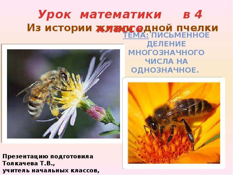 Из истории жизни одной пчелки