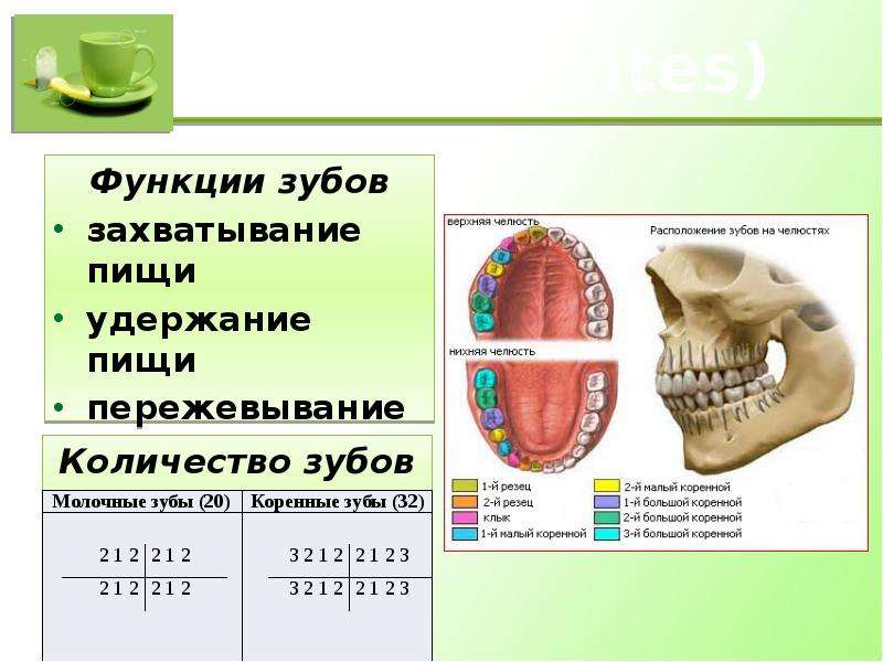 Зубы dentes Функции зубов