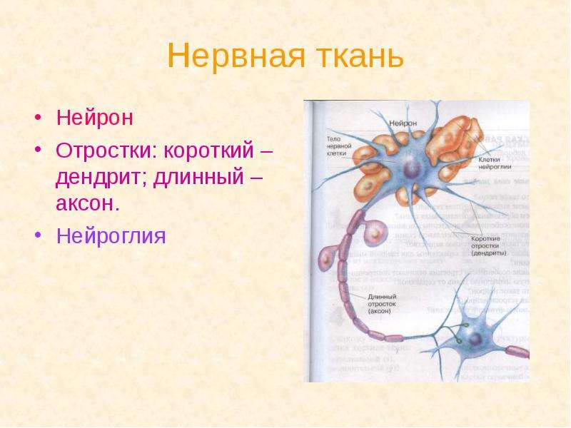 Нервная ткань Нейрон Отростки