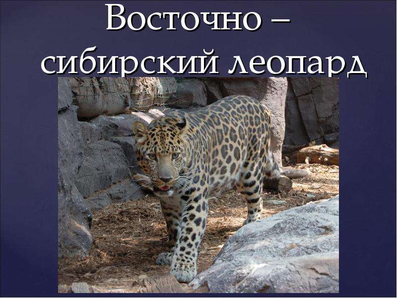 Восточно сибирский леопард
