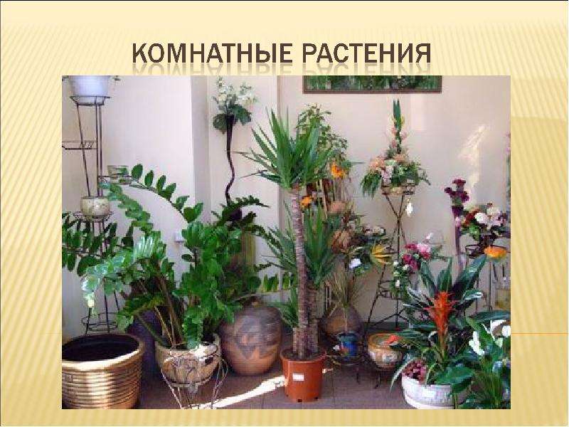 Презентация Комнатные растения 5 класс - Презентация