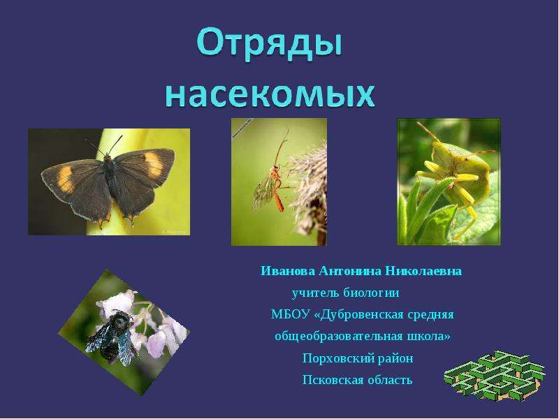 Презентация На тему "Отряды насекомых" - скачать бесплатно презентации по Биологии