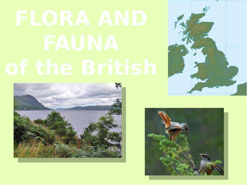 Презентация К уроку английского языка "Flora and fauna of the British Isles" - скачать