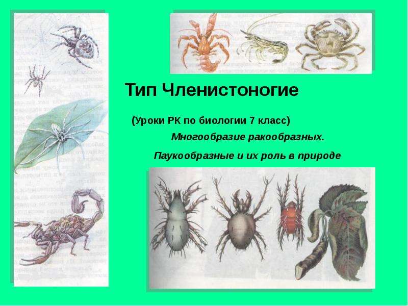 Презентация Тип Членистоногие (Уроки РК по биологии 7 класс) Многообразие ракообразных. Паукообразные и их роль в природе