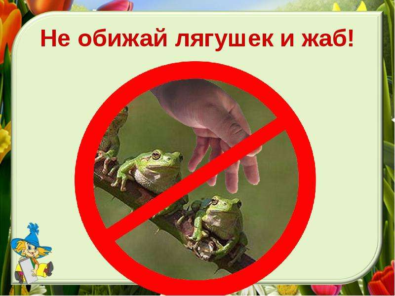 Не обижай лягушек и жаб!