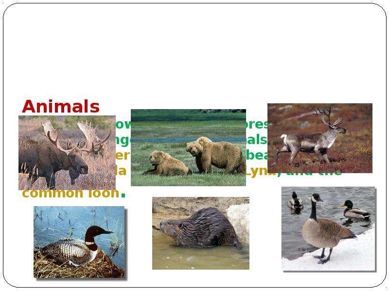 Animals Canada is known for