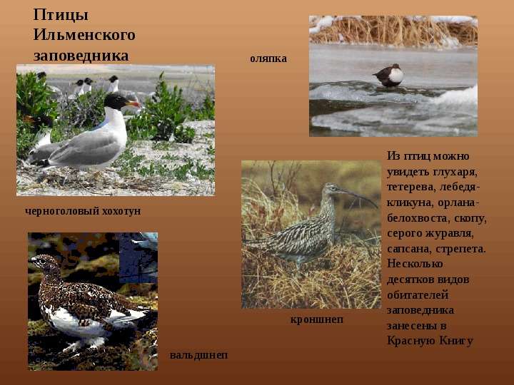 Птицы Ильменского заповедника