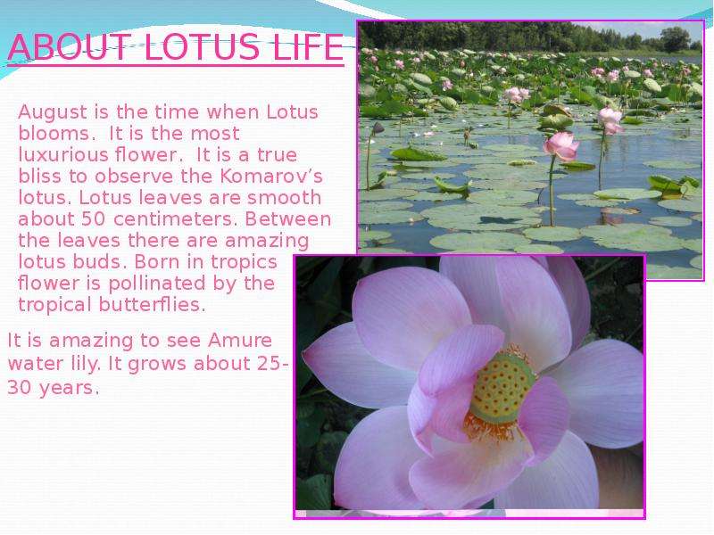 Презентация К уроку английского языка "About lotus life" - скачать