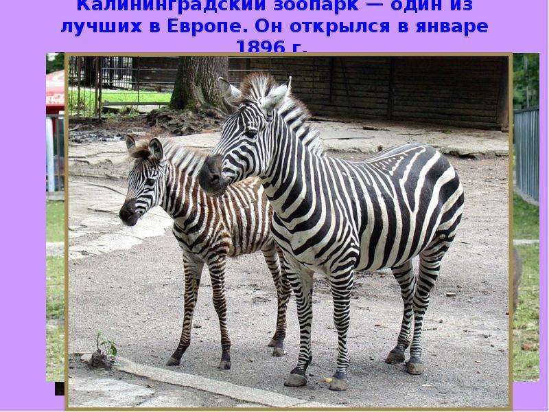 Калининградский зоопарк один