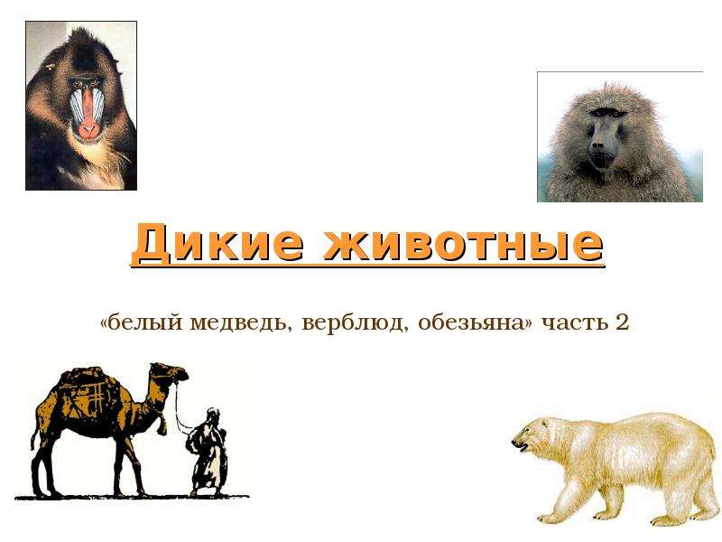 Презентация Дикие животные «белый медведь, верблюд, обезьяна» часть 2