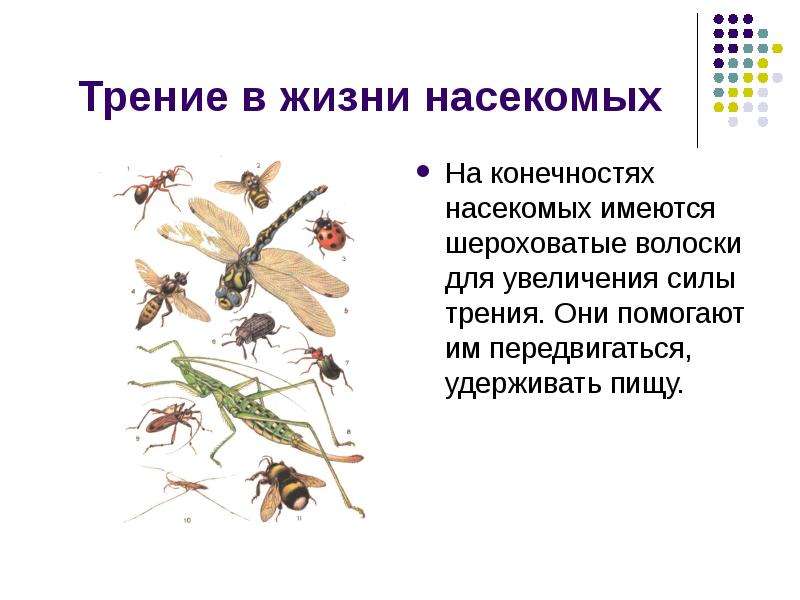 Трение в жизни насекомых На