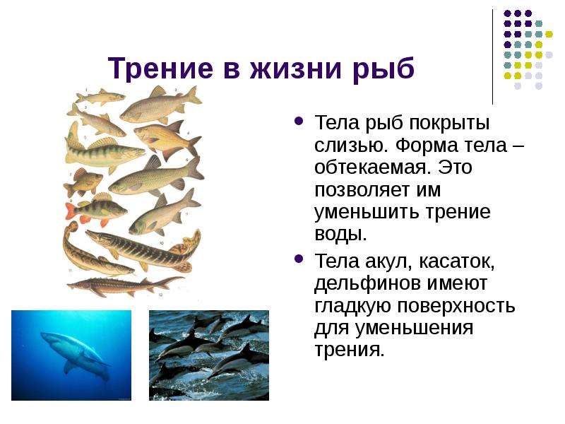 Трение в жизни рыб Тела рыб