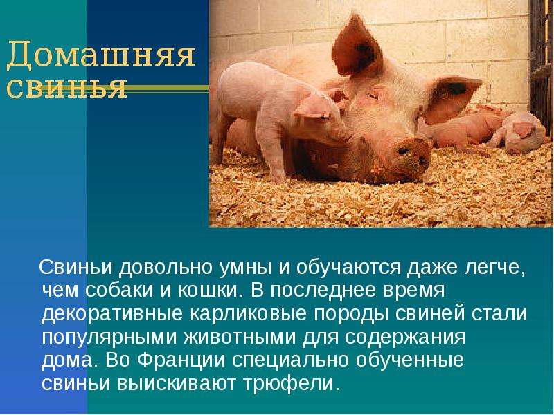 Домашняя свинья Свиньи