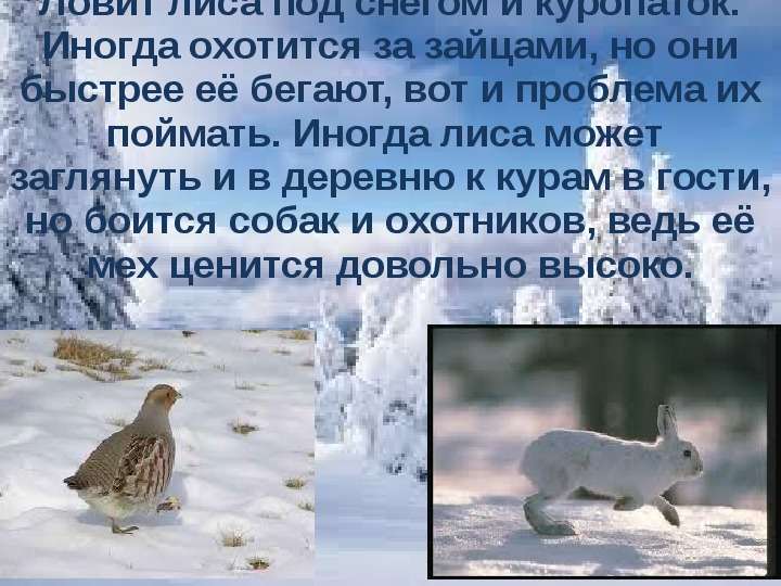 Ловит лиса под снегом и