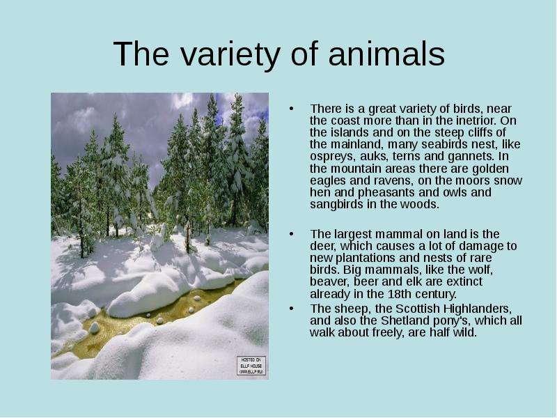 The variety of animals