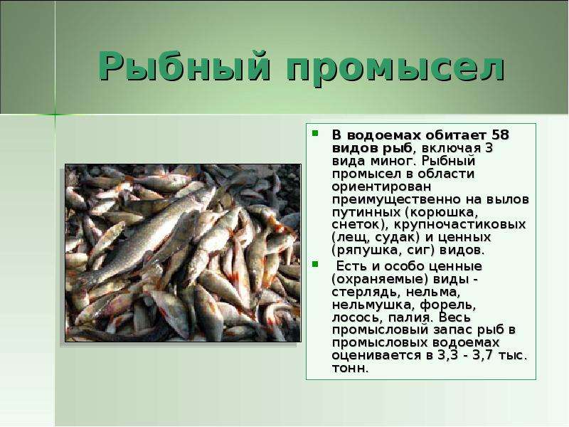 Рыбный промысел В водоемах